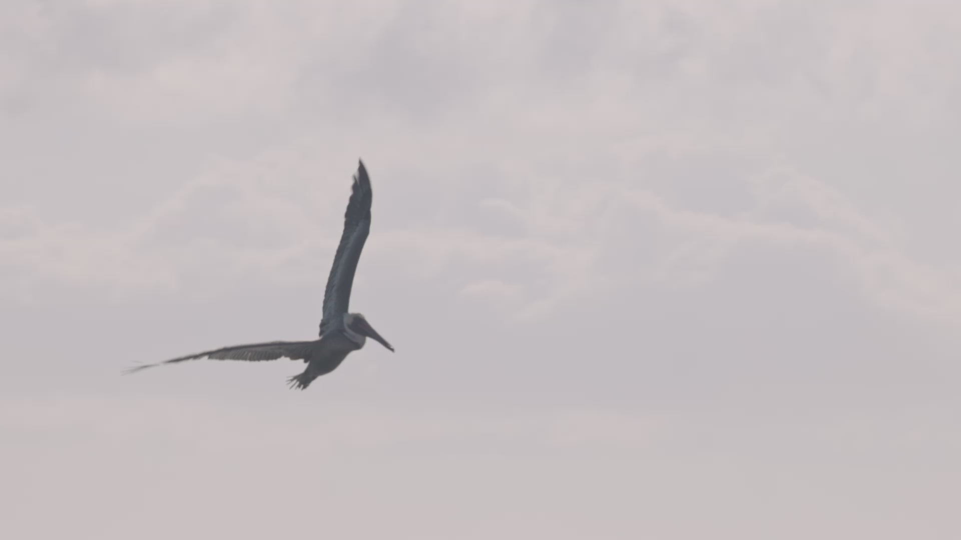 Monarch Campaign Video
